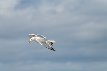 Glaucous-winged gull in flight near Homer, Alaska, USA