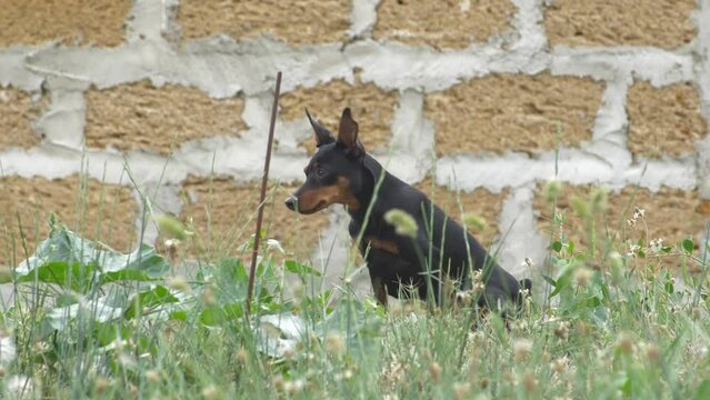 A dwarf doberman pinscher sits in the grass against the background of an old wall
