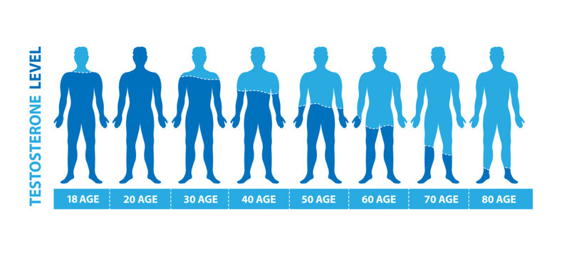 Testosterone harmone level. Graphic diagram with body men silhouette, harmone level and age data.
