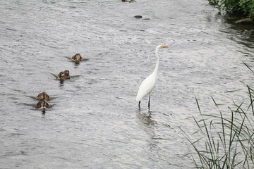 ダイサギの横を並んで泳ぐカルガモ