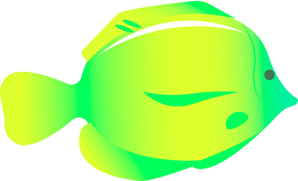 Colorful tropical fish.