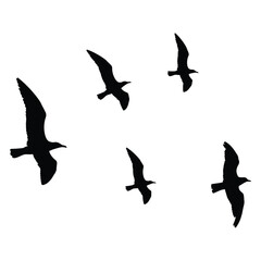 flock of birds