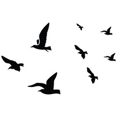 flock of birds