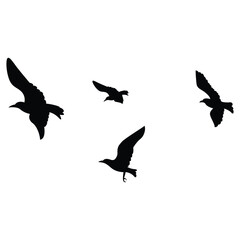 flock of birds