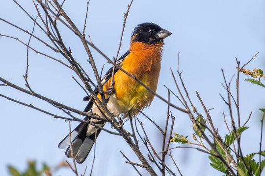 Black-headed Grosbeak perched in a tree,  British Columbia, Canada
