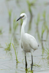 夏の水田に立ち尽くすコサギ