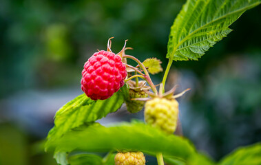 Maliny © Piotr