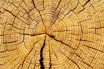 Fototapeta premium Slice of wood timber with rings and cracks as natural pattern, abstract nature background. Natural wooden organic texture wallpaper, design element, monochrome nature gradient colored