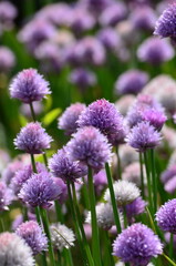 close up of lavender