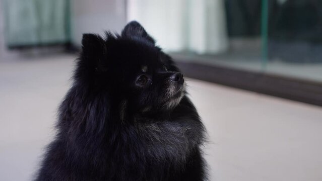 Dog Portrait looks at object with interest turns its head in different directions funny close up on home background looking at camera. 4K video Cute Fluffy Pedigree Pomeranian black Dog. Cute dog. 