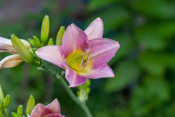 Fototapeta premium Blooming pink lily on a green background on a summer sunny day macro photography. Garden lillies with bright pink petals in summer, close-up photography. 