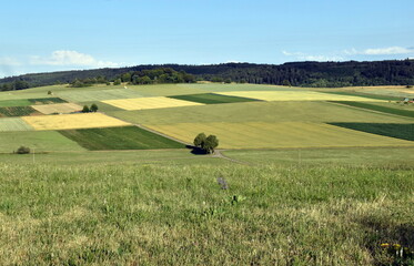 Felder in Steinheim am Albuch im Sommer