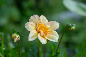 Blossom yellow dahlia flower on a summer sunny day macro photography. Garden dahlia with light yellow petals in the sunlight close-up photography.