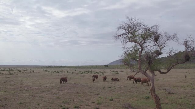 Aerial drone reveal shot from a tree to elephant herd crazing. Tsavo East National park, Kenya