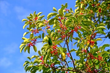 Kurogane holly (Ilex rotunda) tree with red berries in the garden.