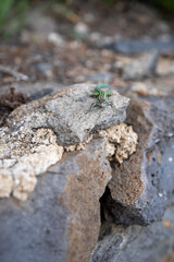Skałki wapienne i zielona jaszczurka na wyspie Sardynia © Arkadiusz