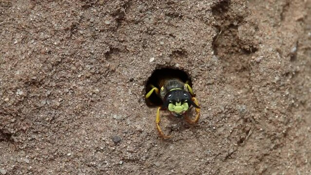 A Digger Wasp leaving its burrow on a sandy heathland. July. England. UK