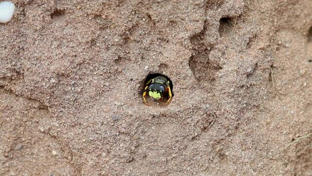 A Digger Wasp at the entrance of its burrow. July. England. UK