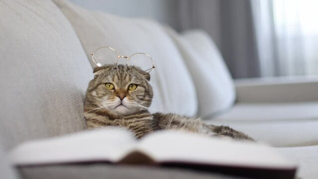 Cat in glasses with a book on the sofa.