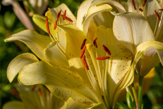 Blooming light yellow lily in a summer sunset light macro photography. Garden lillies with pale yellow petals in summertime, close-up photography. Large flowers in sunny day floral background.