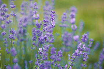 Obraz na płótnie Canvas Selective focus on purple lavender flowers on blur background. Lavender field under the sunset in summer