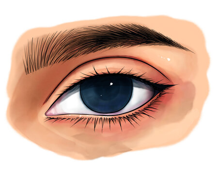 recommend clip art: female eye with eyebrow, PNG, hand drawn eye drawing, line art, water color