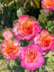 Bush of tea-hybrid rose. Yellow and pink roses. Decorative garden flowers.