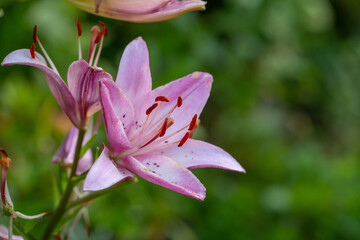 Blooming pink lily on a green background on a summer sunny day macro photography. Garden lillies with bright pink petals in summer, close-up photography.	