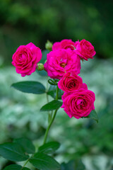 Blooming pink rose flower macro photography on a sunny summer day. Garden rose with pink petals close-up photo in the summertime. Tender rosa floral background.	
