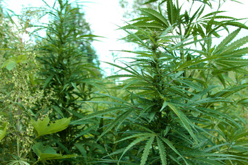 Marijuana Plantation. Abandoned land with natural grown marijuana. Hemp plants.