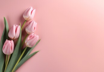 Pink tulips on a pink background