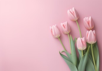 Pink tulips on a pink background