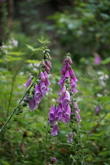 Fingerhut im Wald