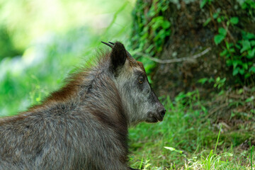 ニホンカモシカ