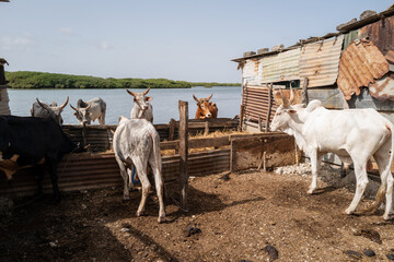 Des vaches sur l'île de Fadiouth au Sénégal en Afrique occidentale