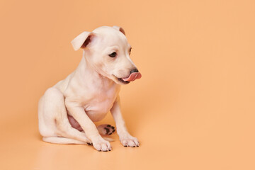 Portrait of cute Italian Greyhound puppy showing tongue isolated on orange studio background. Small...