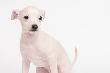 Portrait of cute Italian Greyhound puppy isolated on white studio background. Small beagle dog white beige color.