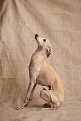 Portrait of Italian Greyhound male dog posing isolated on beige studio background