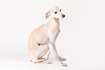 Portrait of Italian Greyhound male dog posing isolated on white studio background