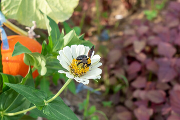 carpenter bee perched on white zinnia flower, bees suck nectar