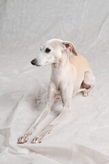 Portrait of Italian Greyhound male dog posing isolated on white studio background