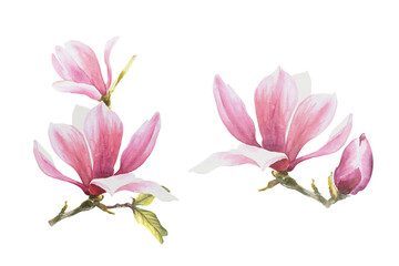 Obraz na płótnie Canvas Magnolia flower Watercolor Hand drawn Illustration isolated on white background