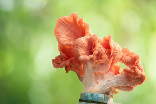 Pleurotus djamor or Scientific classification mushroom on nature background.