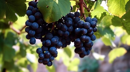 Fototapeta premium Black Grapes Hanging on a Vine