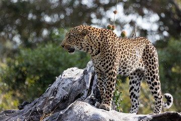a leopard walking on a large dead tree