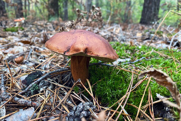 Picking of forest mushrooms. Fresh delicious mushrooms. Nature of autumn forest.