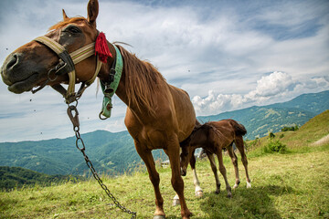Horse and stallion in a mountain valley