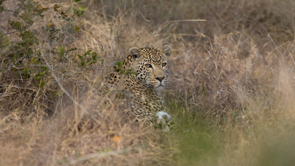 mature male leopard looking back