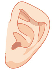 折れ耳　耳の変形　耳の形成　医療