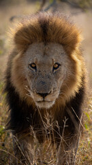 Fototapeta premium a mature male lion with a black mane